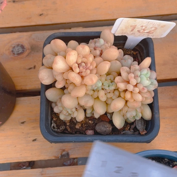 谢谢你的支持000000132