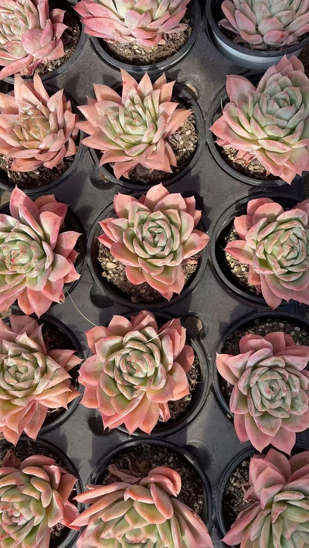 相思   多肉绿植