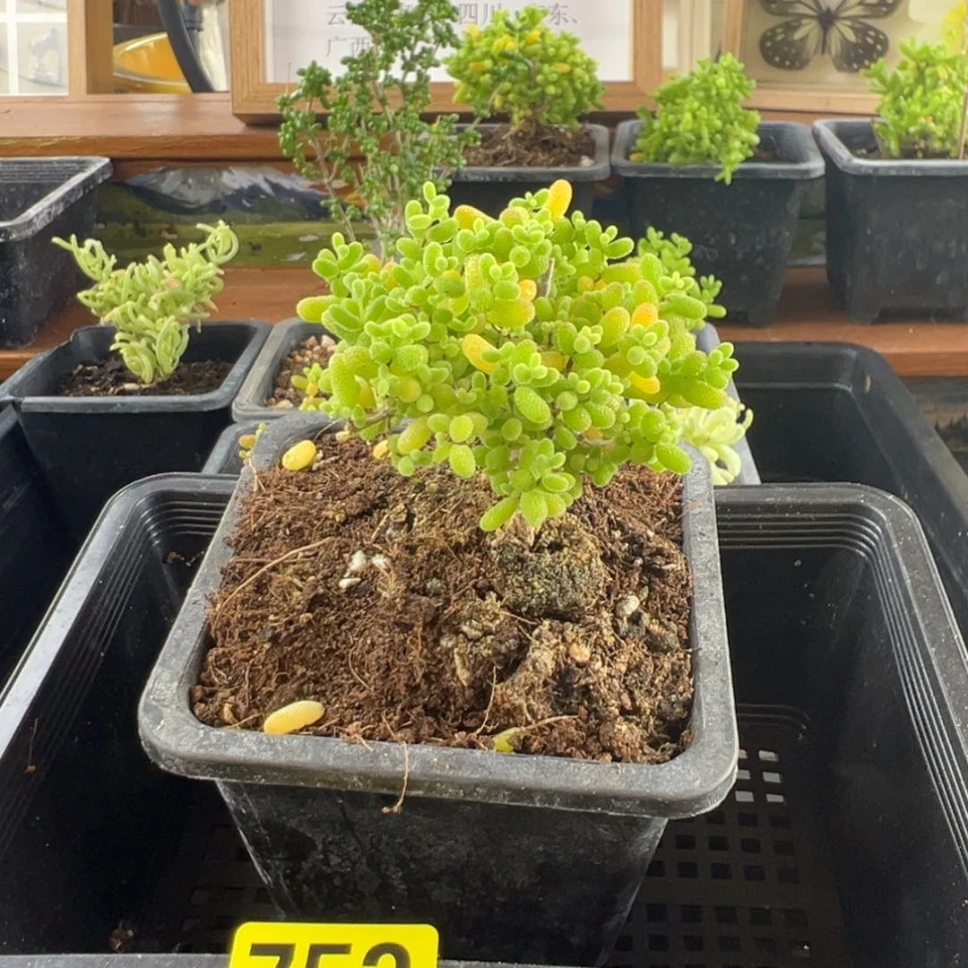 枝干番杏多肉植物752