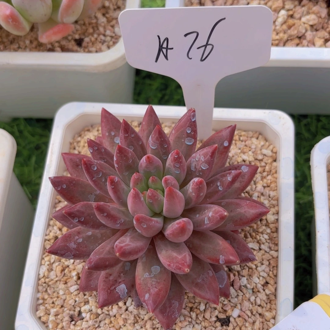 Z***L我的小可爱们都好可爱