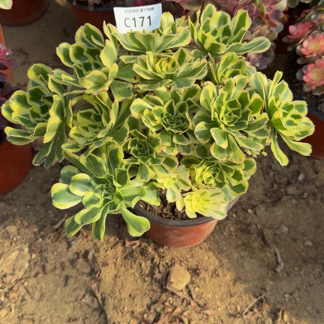 171保时捷。多肉植物