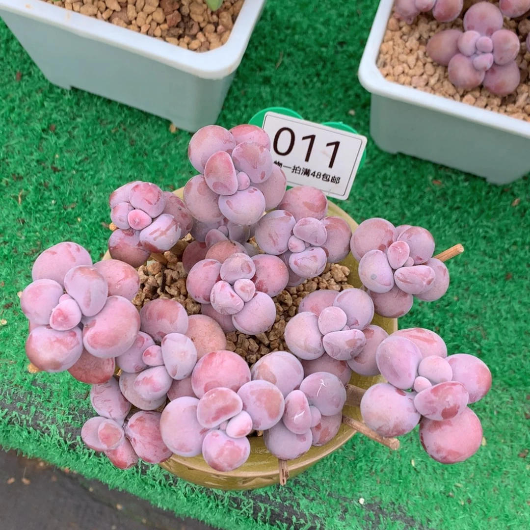 腰子蛋老桩无砍011