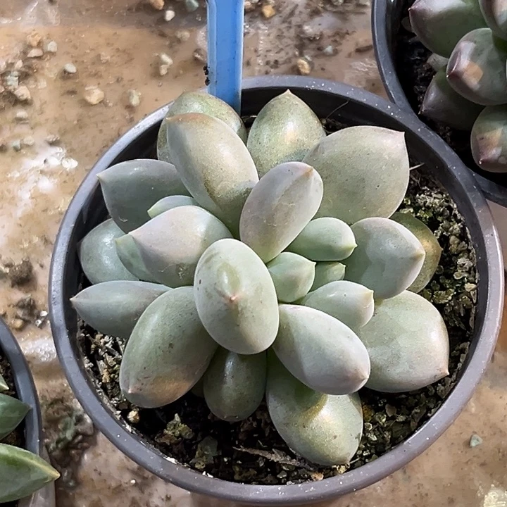 超胖体哥特一物一拍081