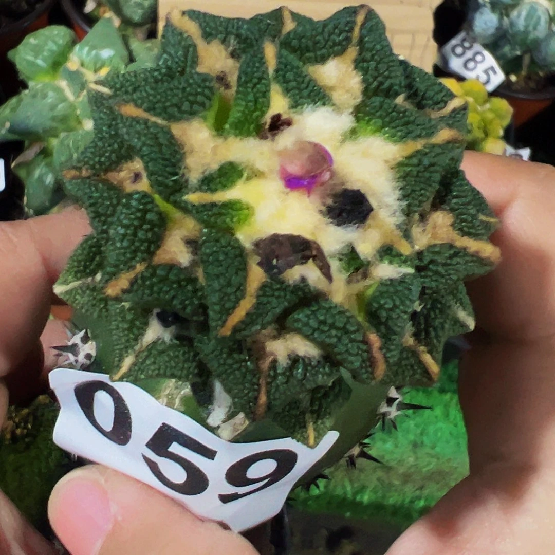 无花朵大尤颗粒黑牡丹有点歪头059