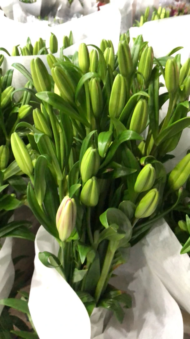 小粉仙百合鲜花束水养真花插花家用直发