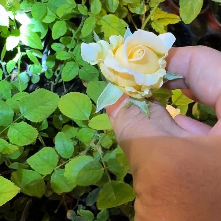 无花朵妮娜礼服小苗