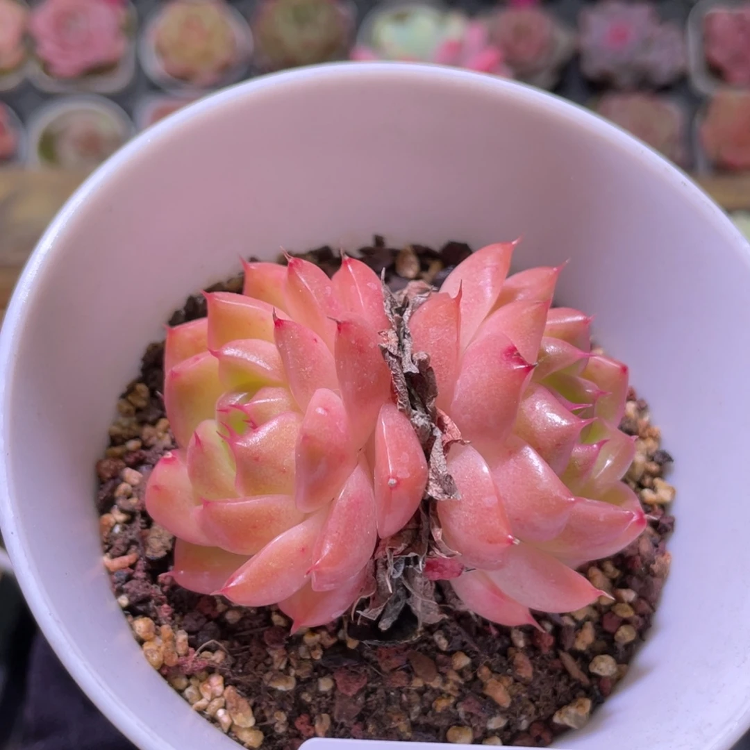 花利美30-586海王