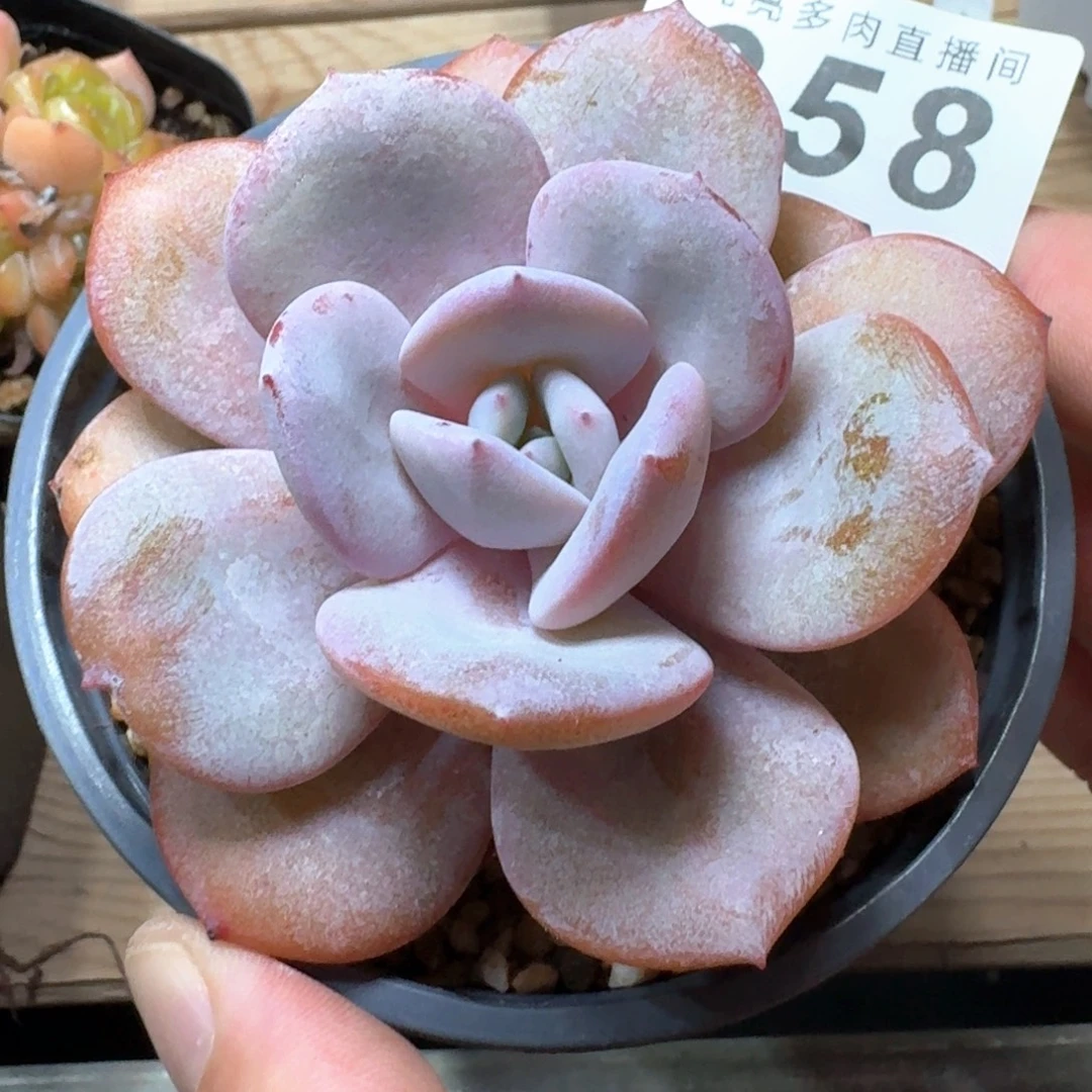 奶茶            精美多肉植物