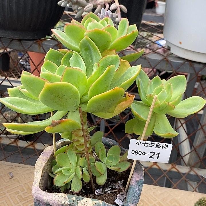 记得拍冷链水墨仙子21