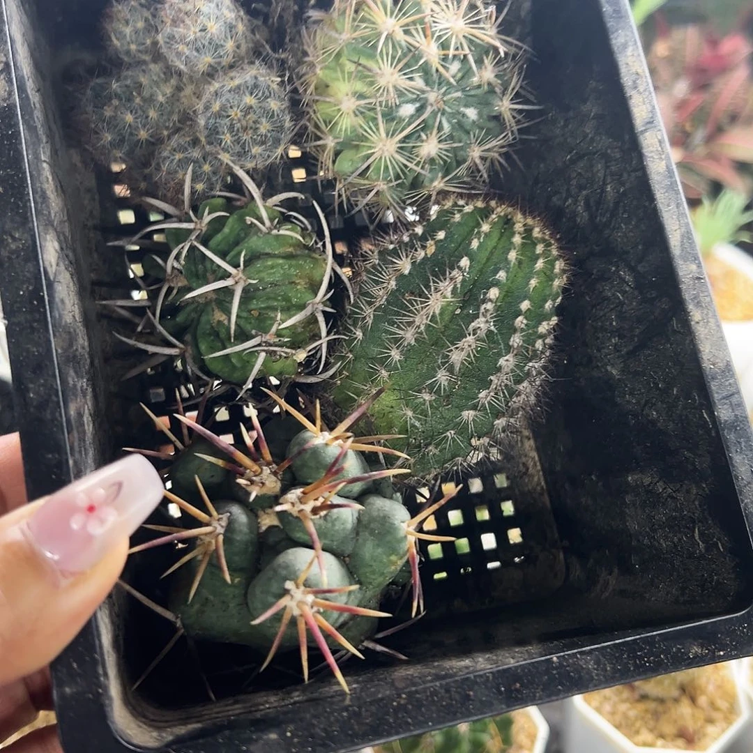 组合福利仙人球66666666