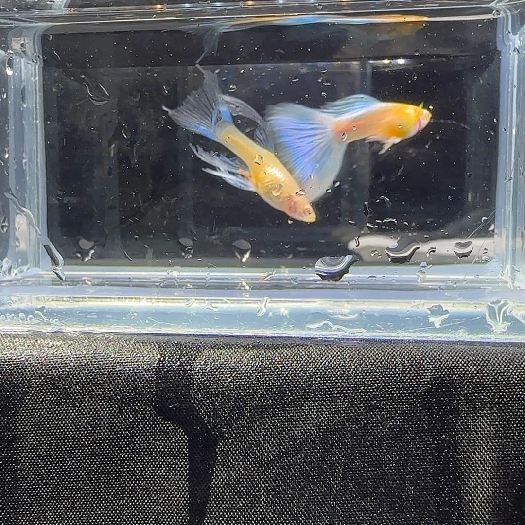 孔雀鱼关注主播可以下单