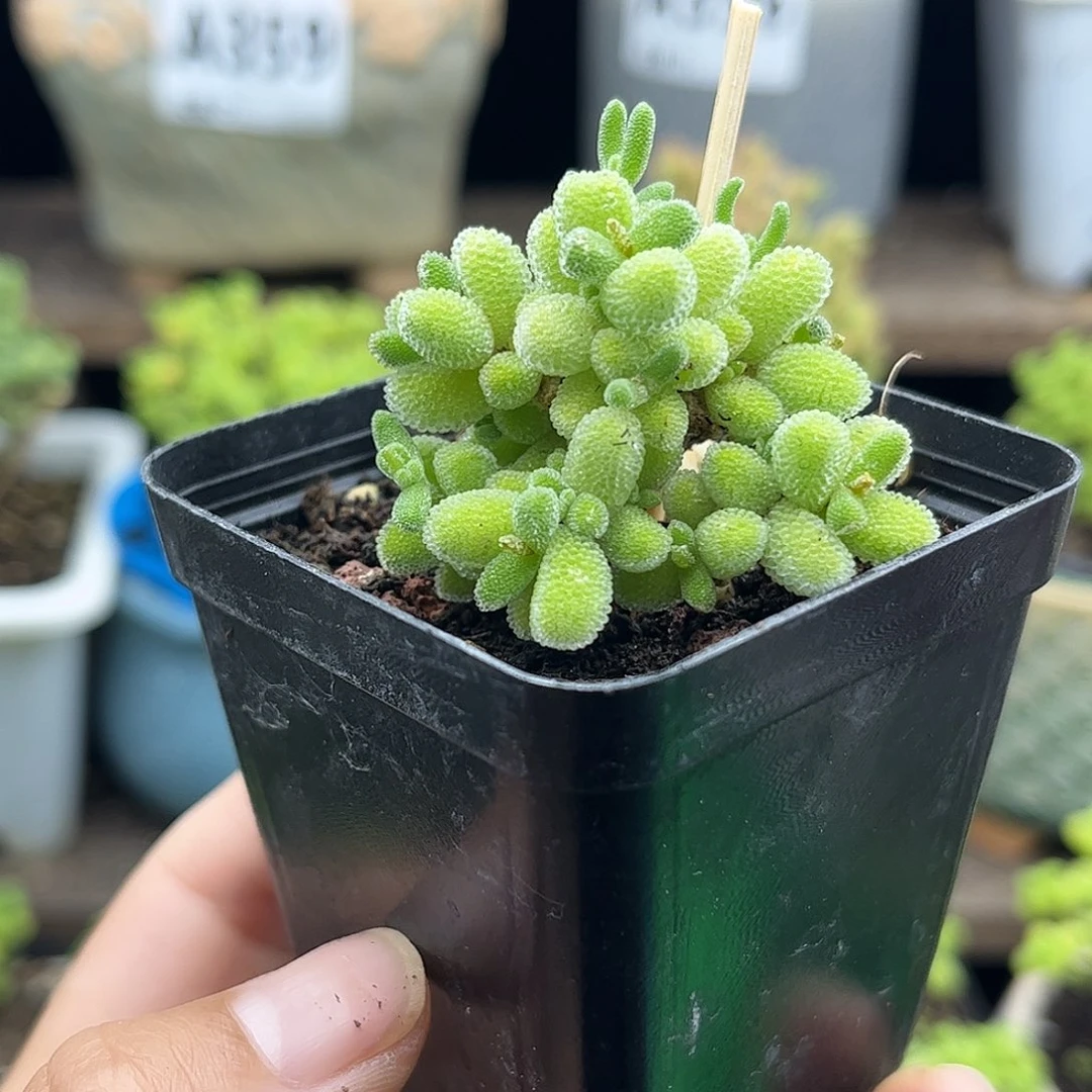 39实生冰晶优选枝干番杏