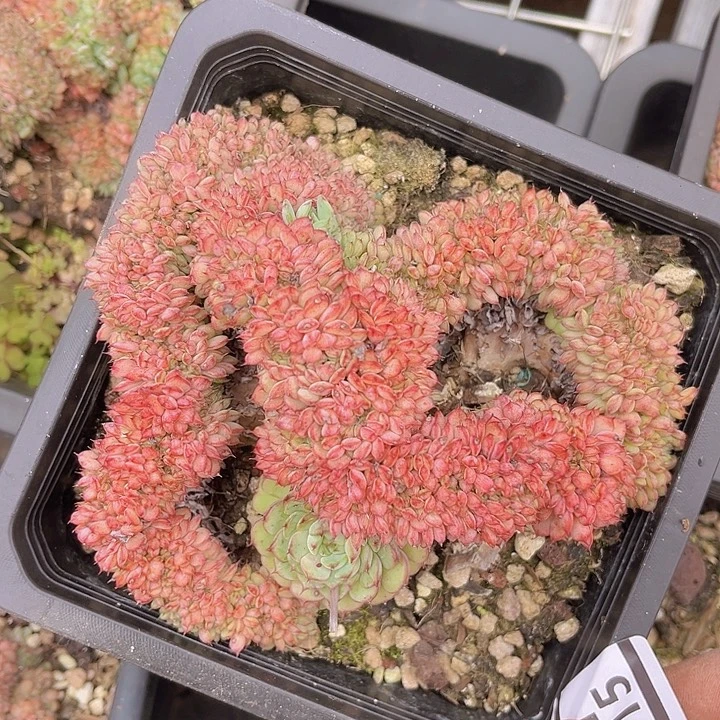 粉姬莲缀25215多肉植物