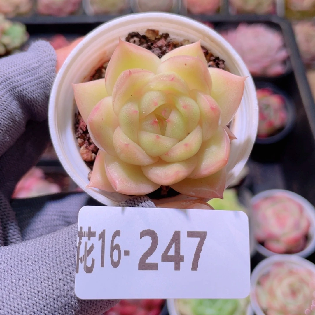 花利美16-247麦秆