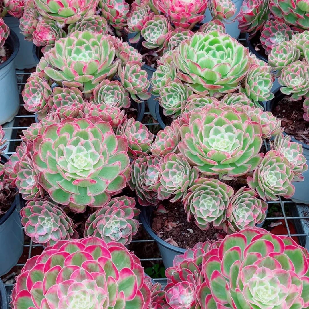 模特孔雀翎量拍多肉法师一个