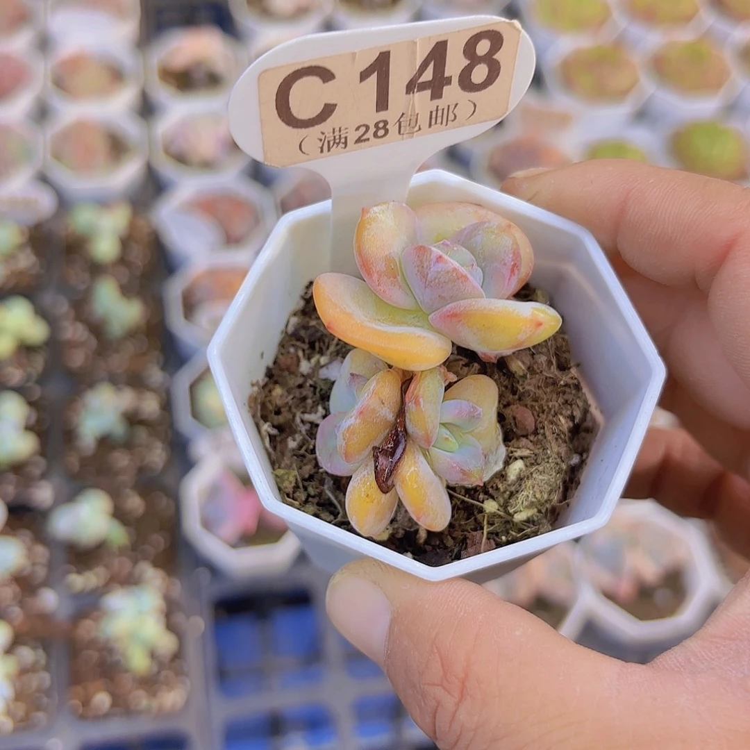 C148奶茶一物一拍