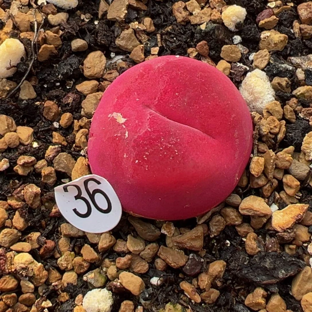 多肉植物11111111111111111