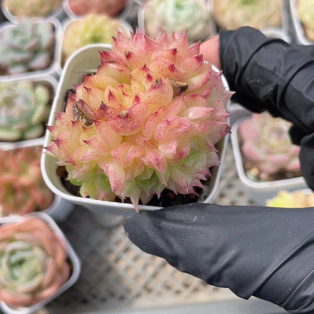 优选下班福利124