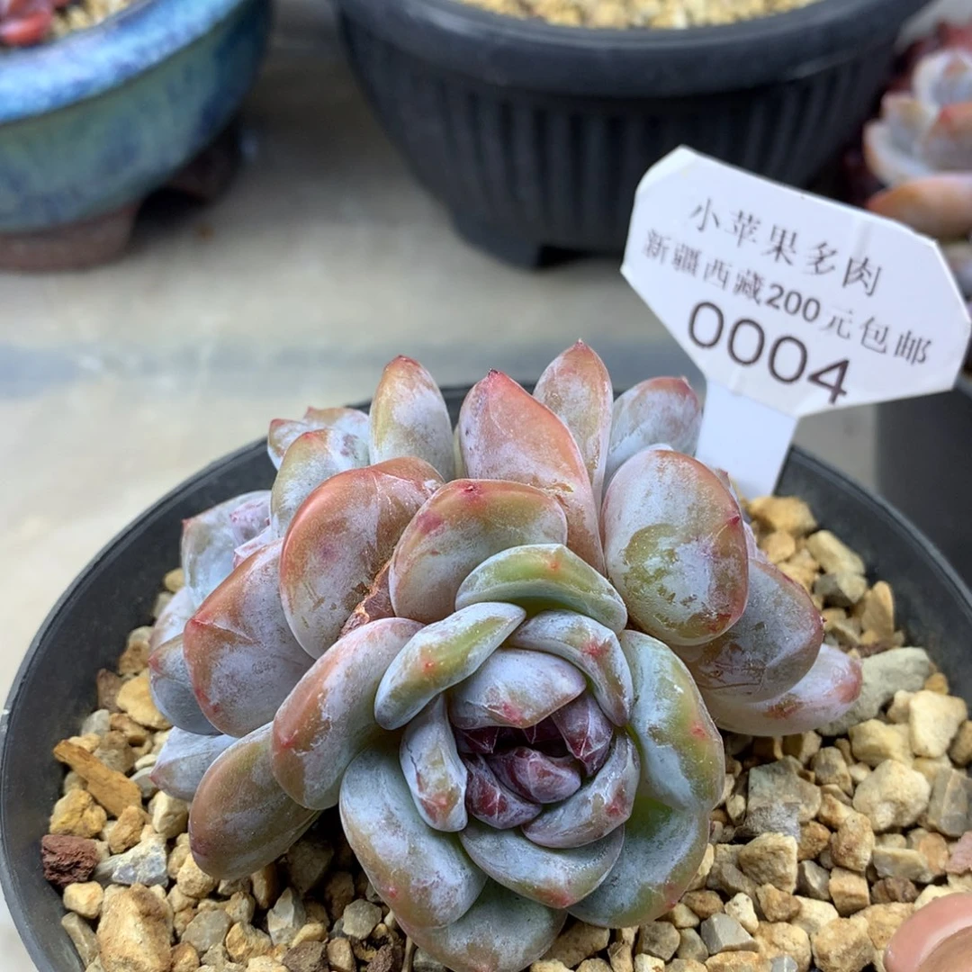 绿底紫心004/7cm3头