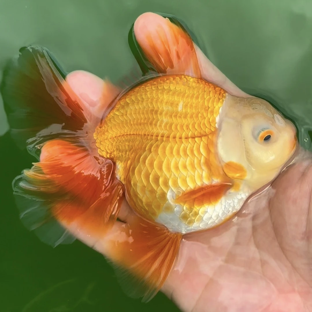 观赏鱼兰寿泰狮精品小亚成