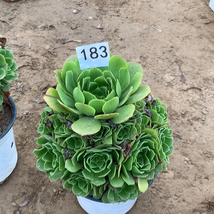 无花朵183绿杨蓉南