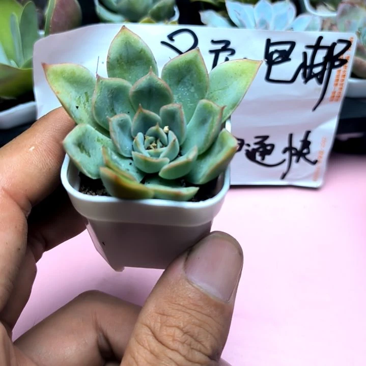 月亮仙子，满8.8包邮