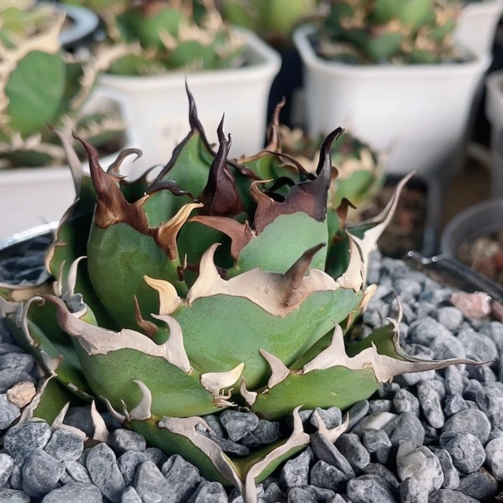 黑帝斯龙舌兰仁王冠