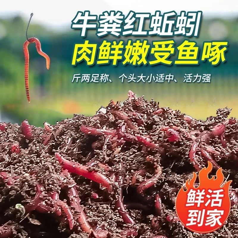 鲜活蚯蚓活饵适用于野钓黑坑钓鲫鱼鲤鱼的垂钓鱼野钓蚯蚓饵料