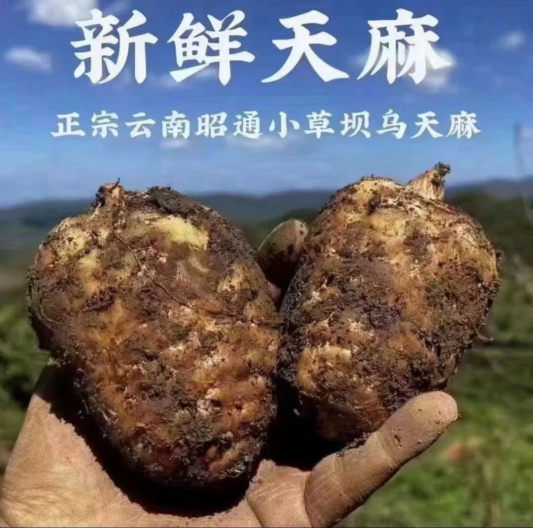 正宗小草坝乌天麻