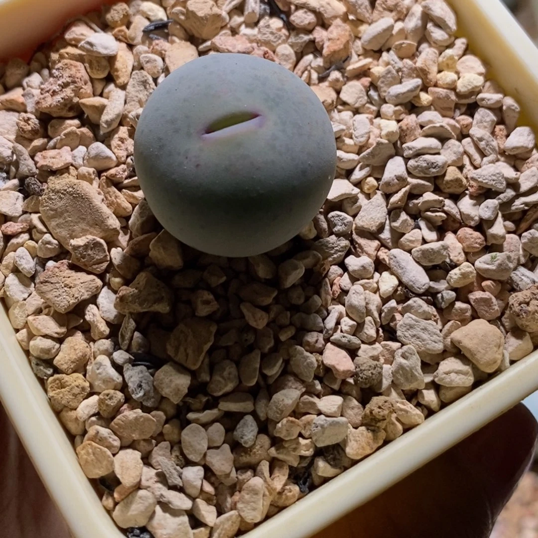 A***郭92/可爱V嘴92/可爱V嘴