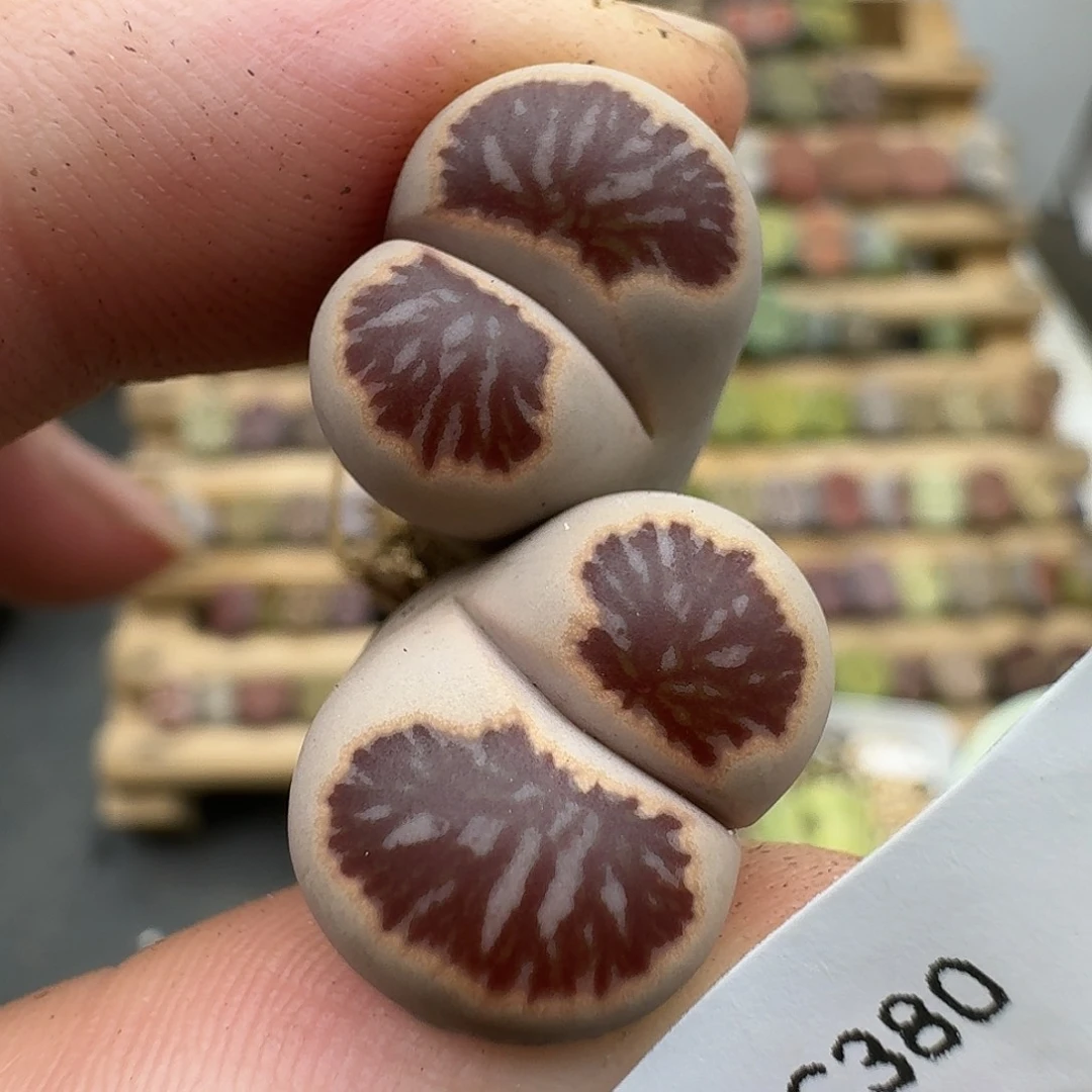 380多肉哈哈哈哈哈哈哈