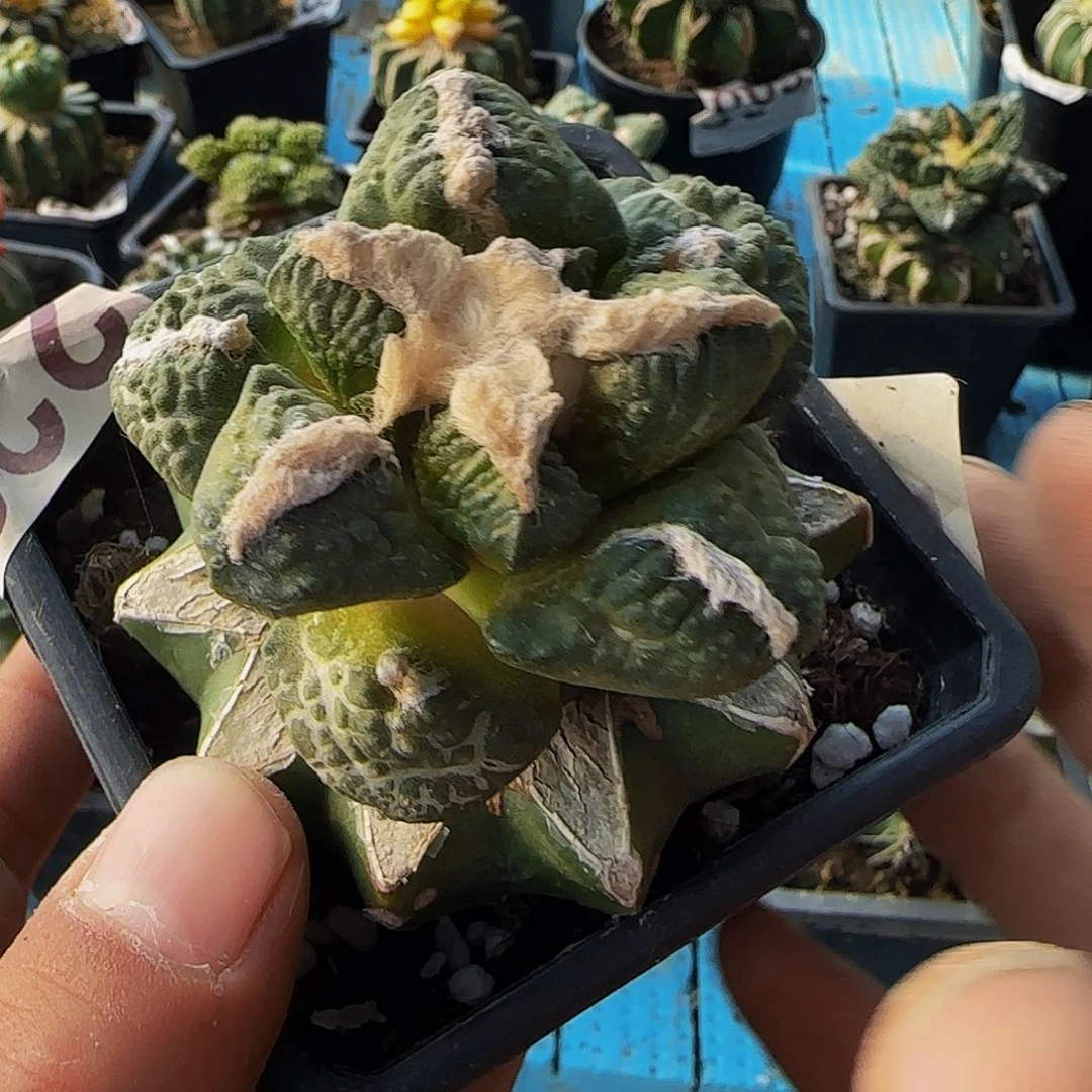 爱**秋龟甲连山223仙人球