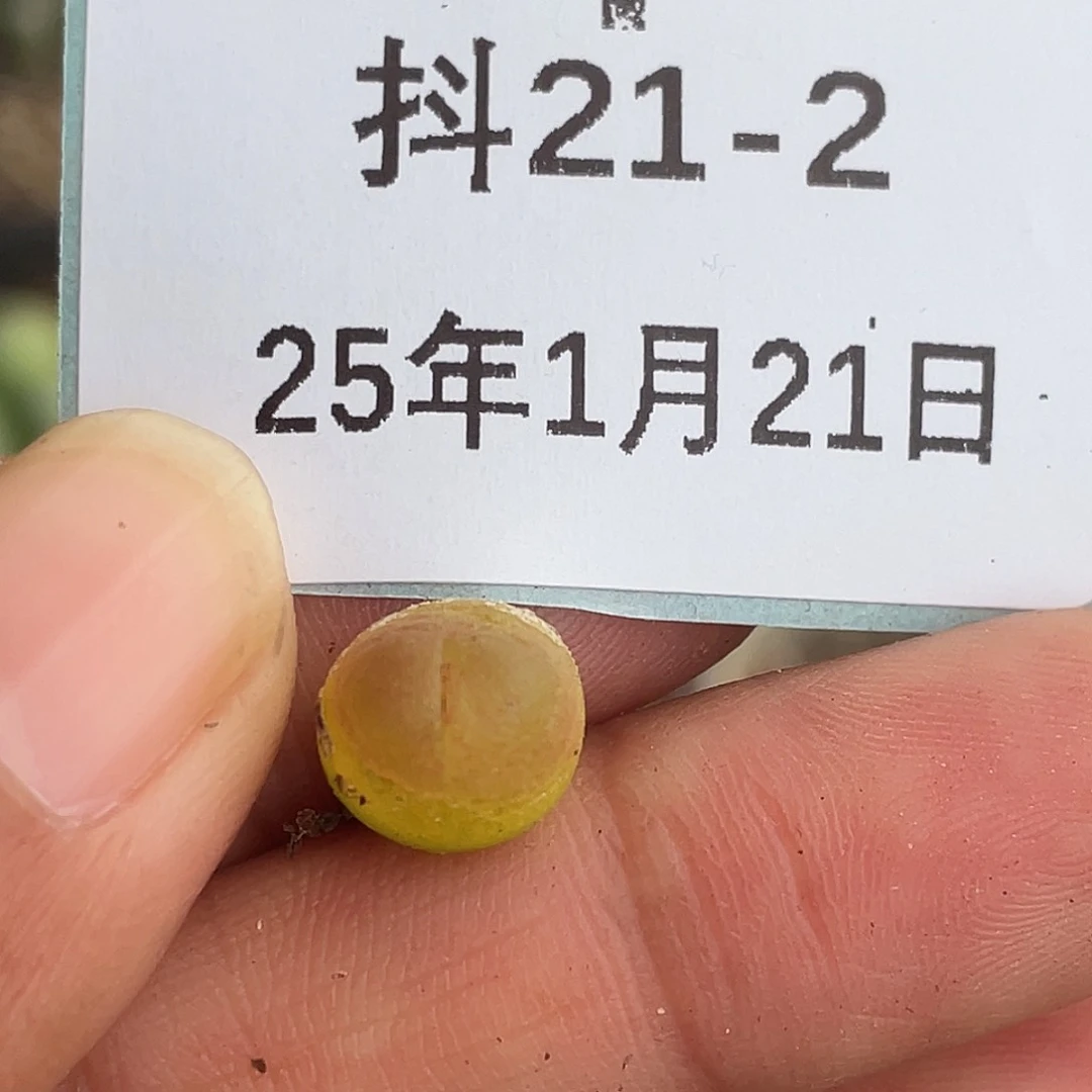 21-2拉登多肉植物