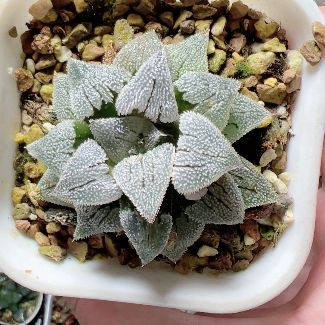 小***弟0810多肉植物一颗