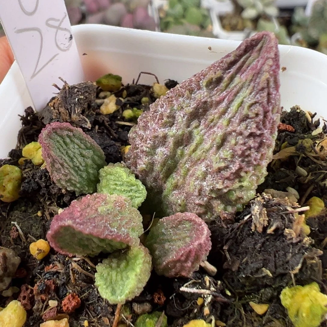 w绿紫色系纹路款实生新品