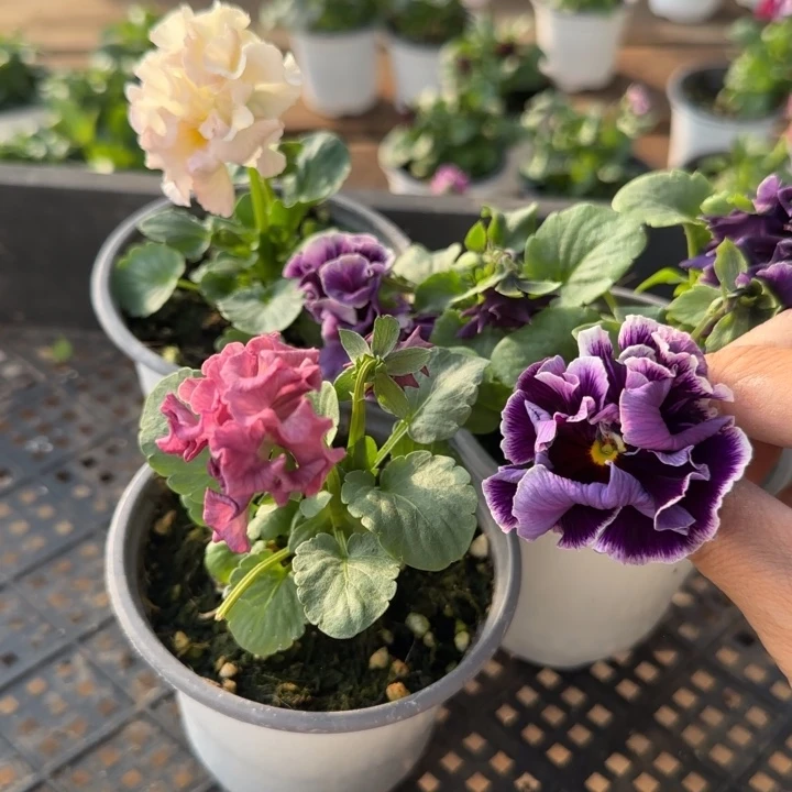 无花朵L269三棵角堇小苗一物一拍苗晃