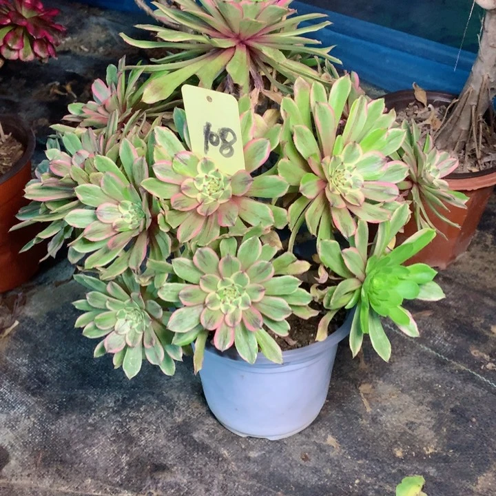 108萤火粉黛多肉一物一拍～