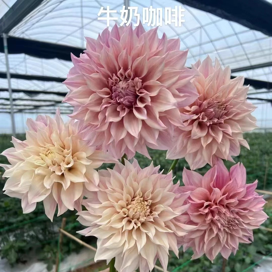 （牛奶咖啡）进口大丽花种球送肥料