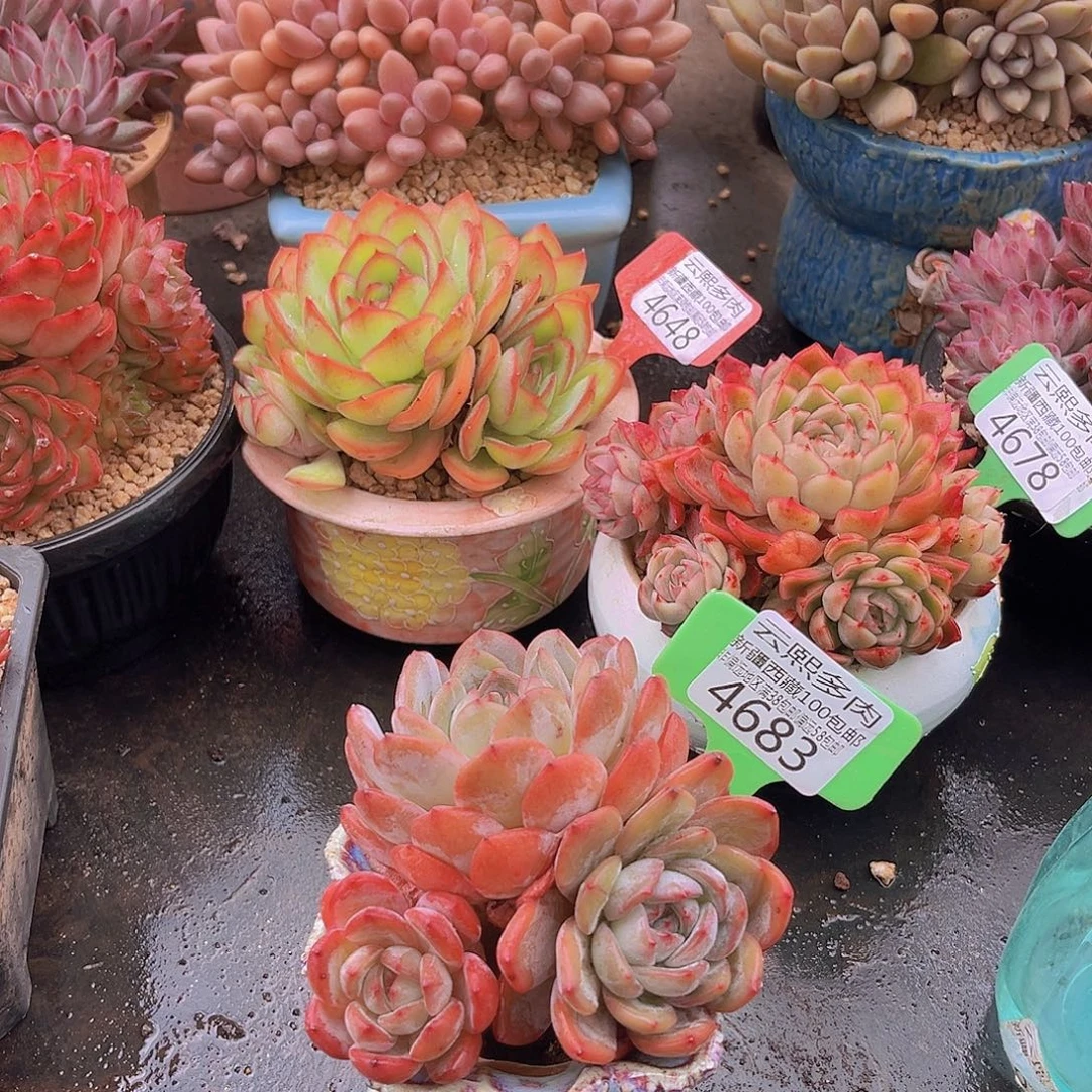 4683全明星多肉植物