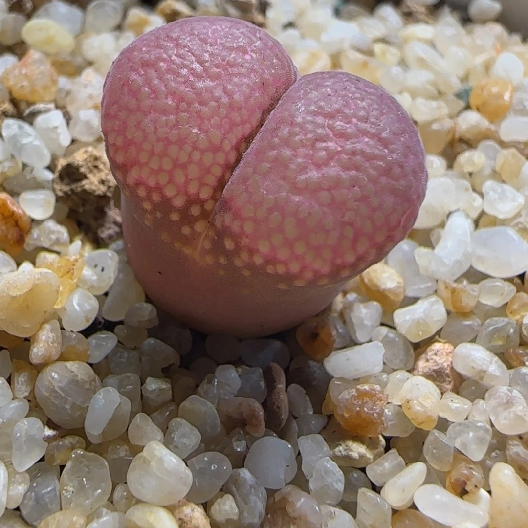 名****吗多肉植物红风铃116号（满38元包邮）