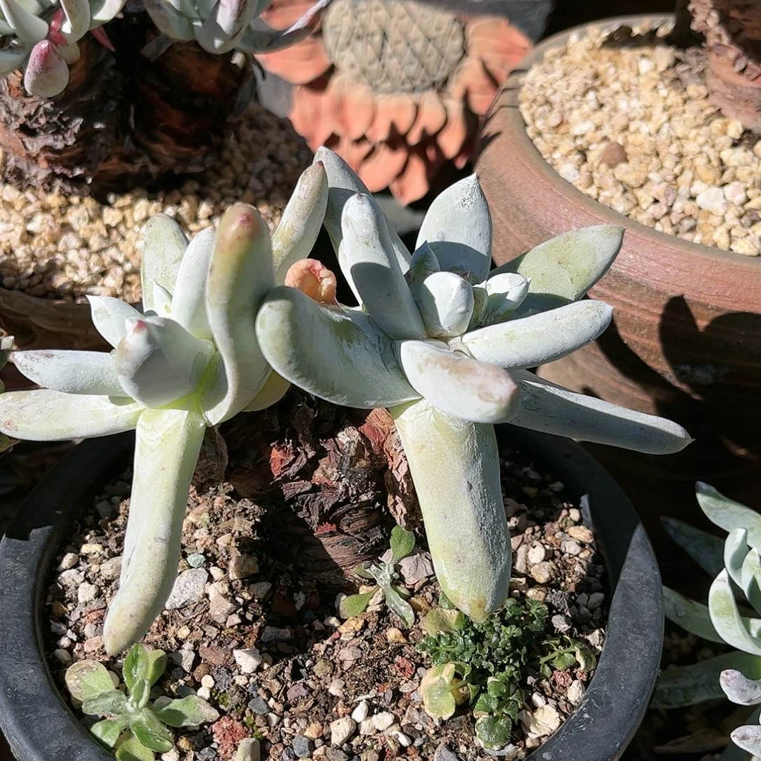 8764拇指仙女杯多肉