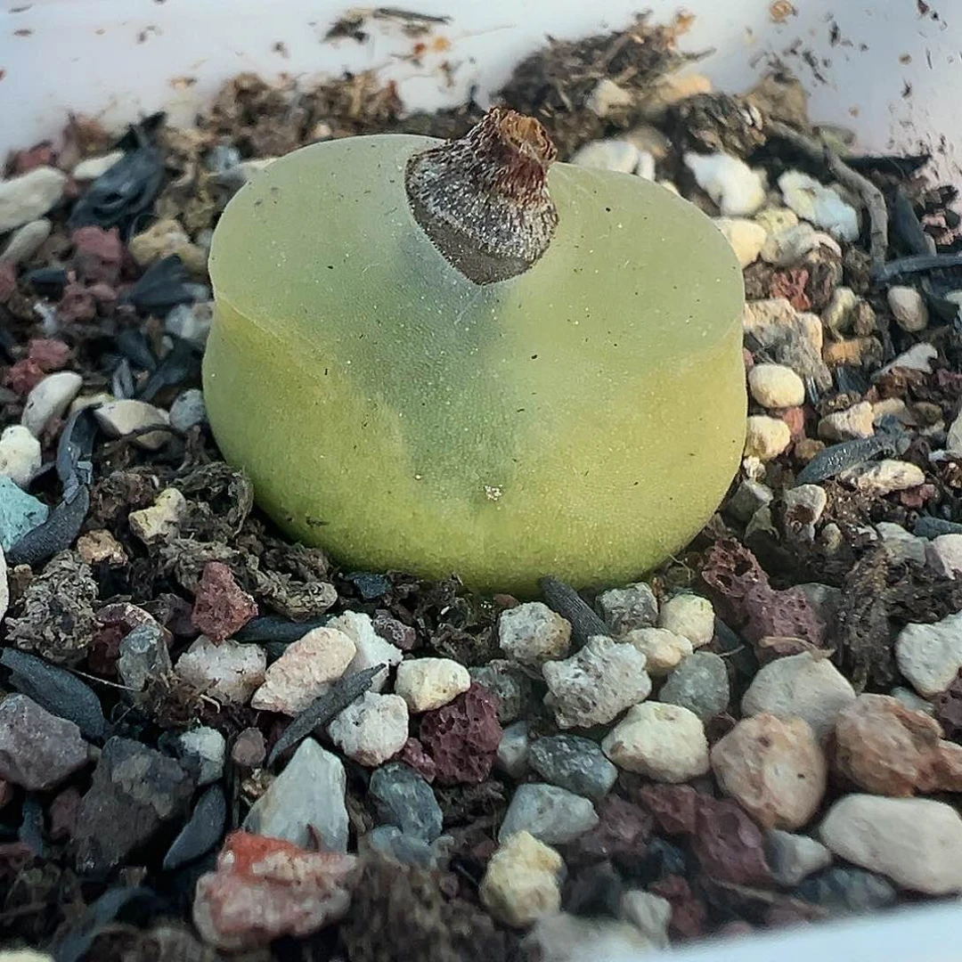 030欧泡带盆土发货