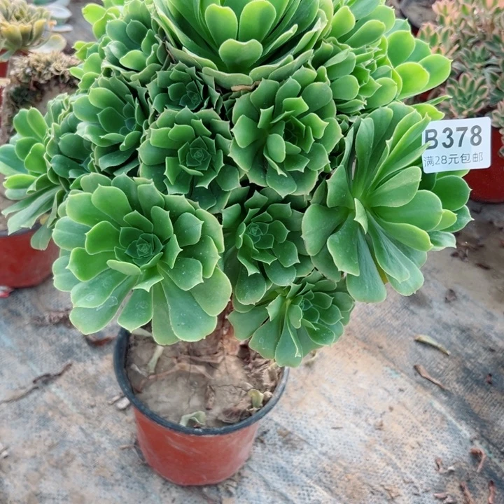 378绿羊绒多肉植物