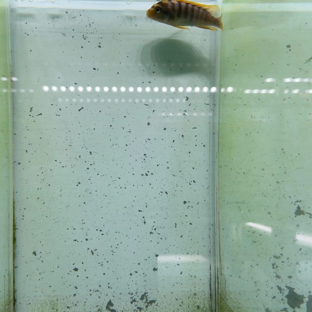 慈鲷1157红鸡。