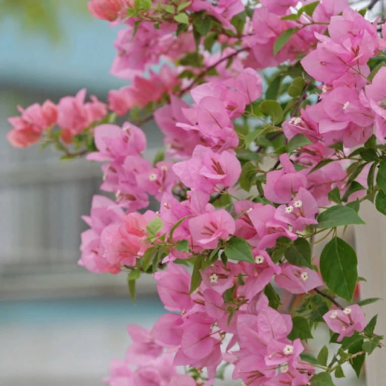 【橙粉公主】三角梅原盆原土四季开花爬藤好养耐养