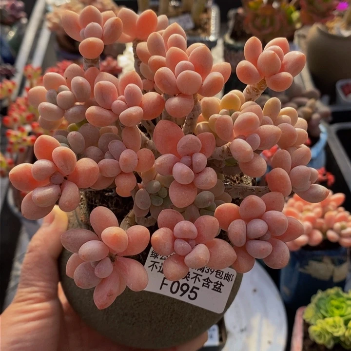 东****燕鱼子酱老桩11cm1095多肉植物