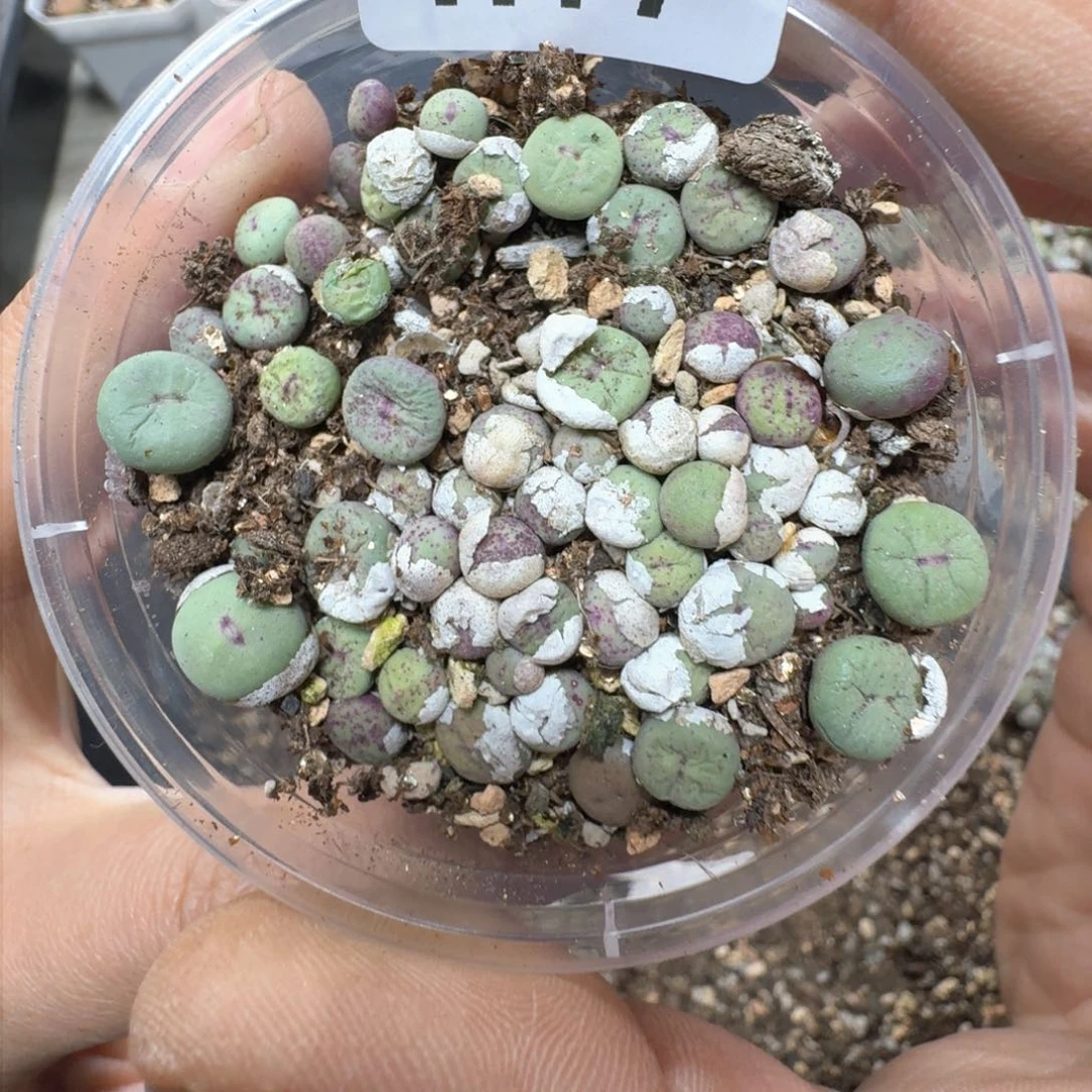 H17。小红嘴一盒尺寸不大