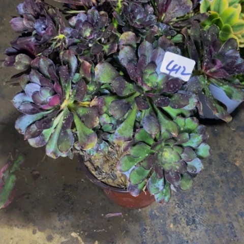 炫彩圆叶灰多肉412多肉不包断