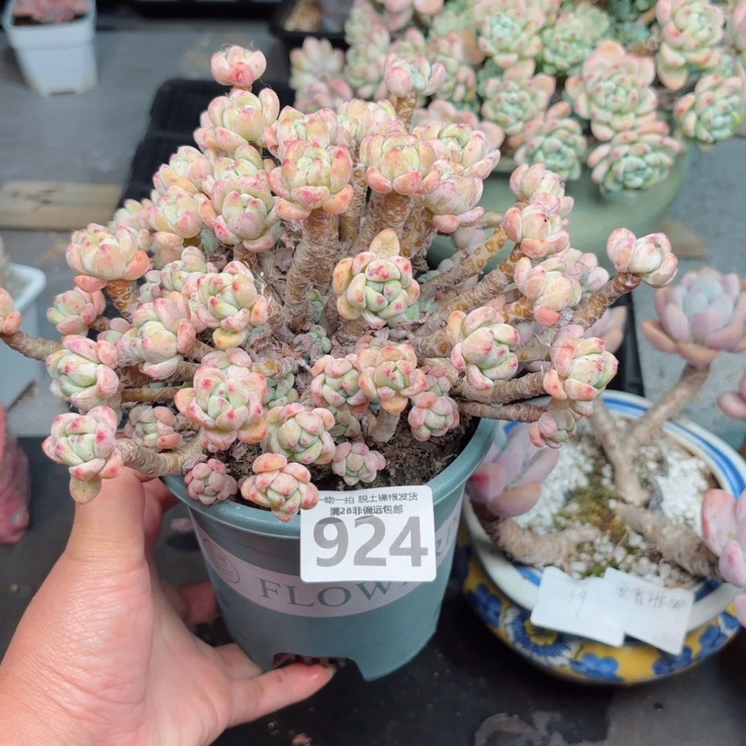 安***顺樱花罗绮无盆土发货
