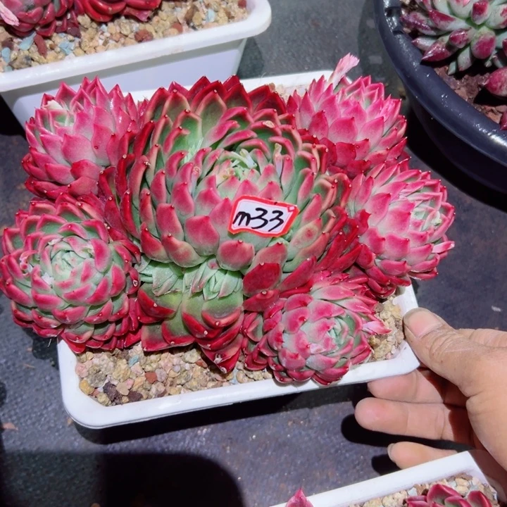 九*精品多肉植物老桩